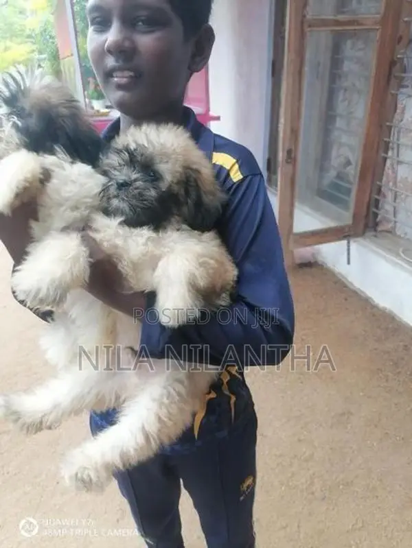 Shih Tzu Puppies