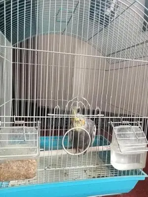 Cocktail With Cage