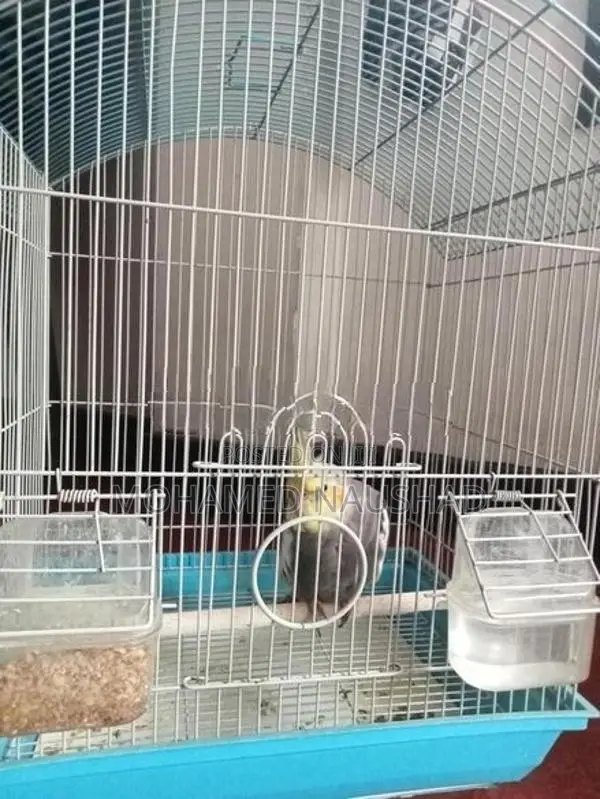 Cocktail With Cage