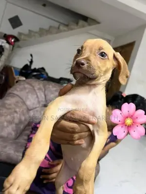 Ridgeback Puppies