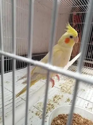 Cocktail Bird With Cage