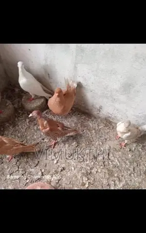 Samara King Pigeon