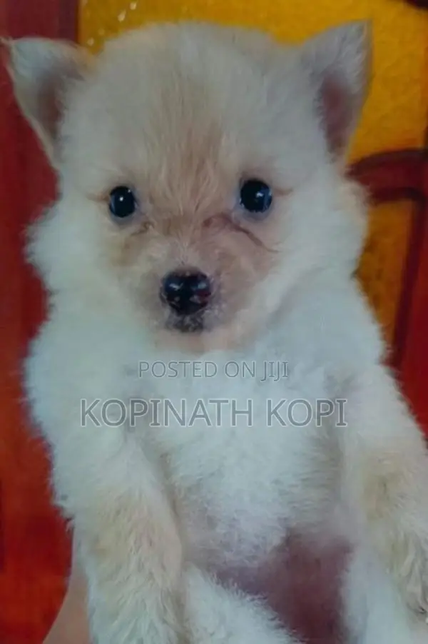 Pomeranian Dog