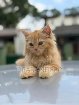 Persian Cat