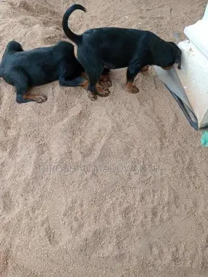 rottweiler female puppy