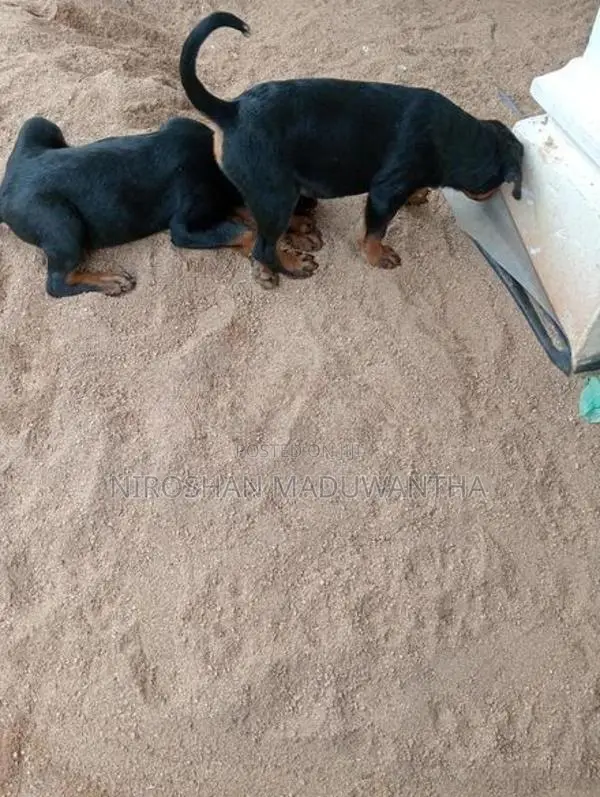 rottweiler female puppy