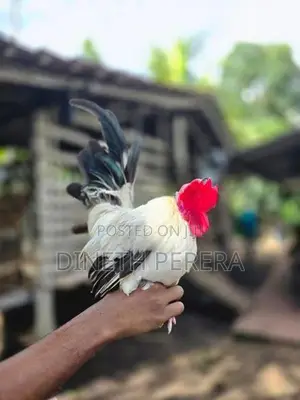 Japanese Bantam Chicken