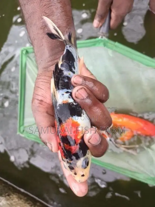Koi Carp Fish