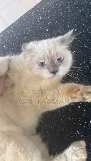 Himalayan cat female not spayed