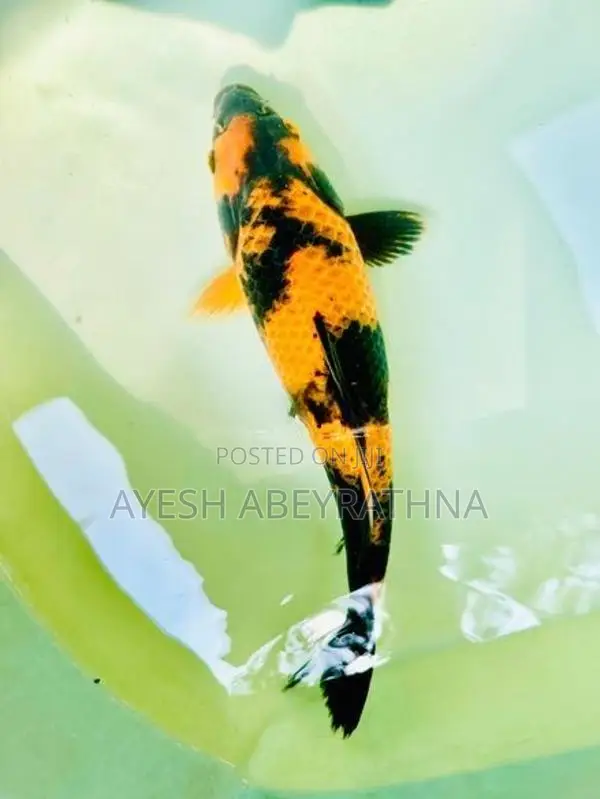 Koi Fish