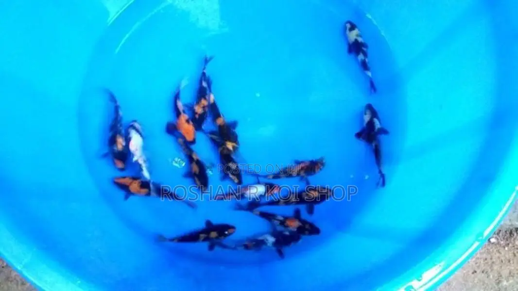 Showa with Hi Utsuri Koi Fish