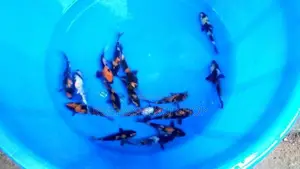 Showa with Hi Utsuri Koi Fish