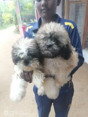 Shih Tzu Puppies