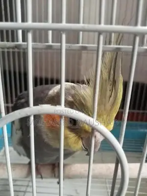 Cocktail With Cage