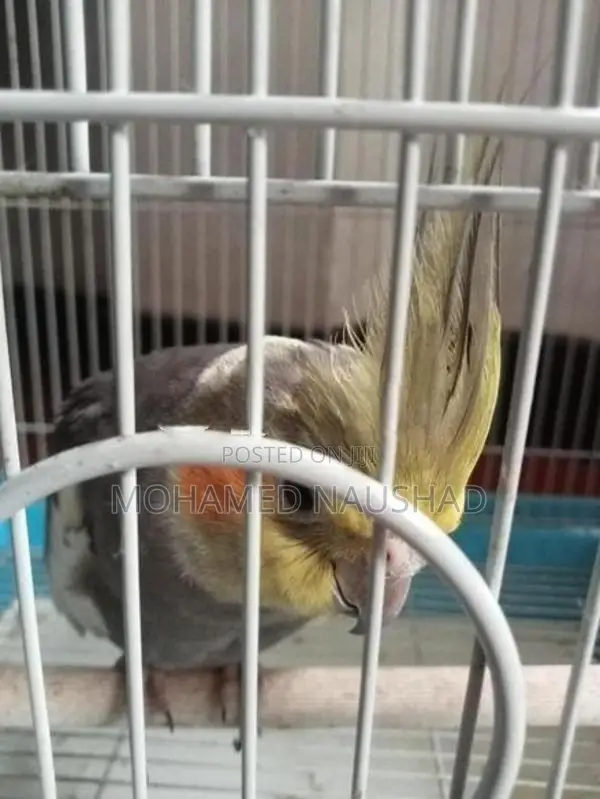 Cocktail With Cage