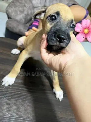 Ridgeback Puppies
