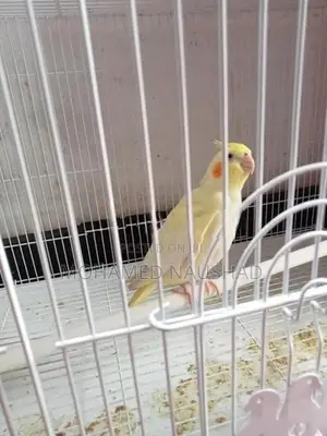 Cocktail Bird With Cage