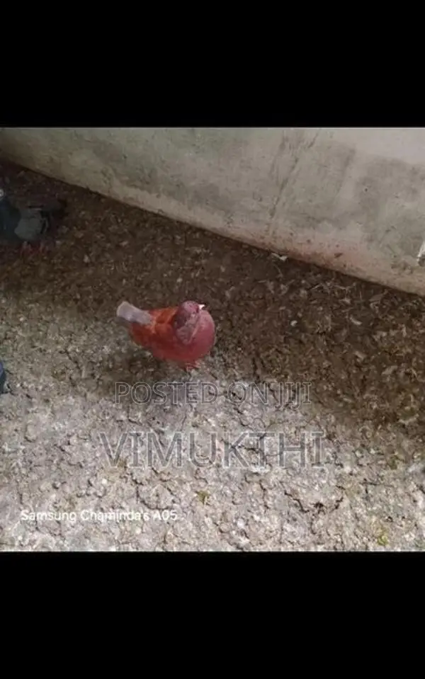 Samara King Pigeon