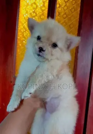 Pomeranian Dog