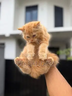 Persian Cat
