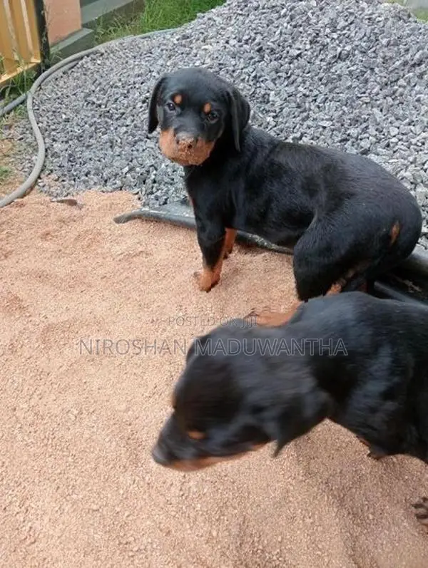 rottweiler female puppy