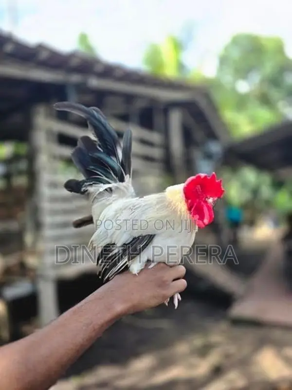 Japanese Bantam Chicken