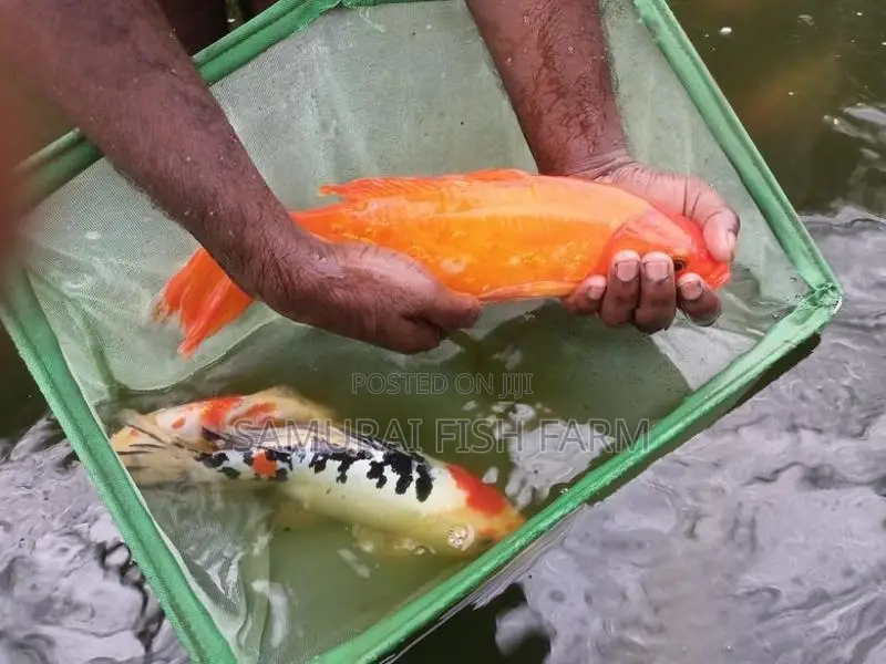 Koi Carp Fish