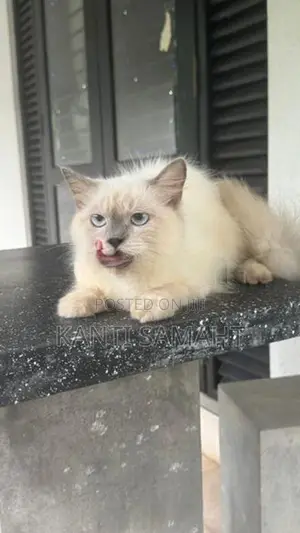 Himalayan cat female not spayed
