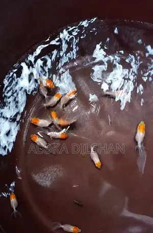 Red Cap Oranda Goldfish