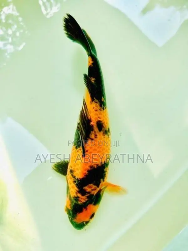 Koi Fish
