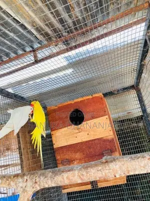 Ringnack Bird
