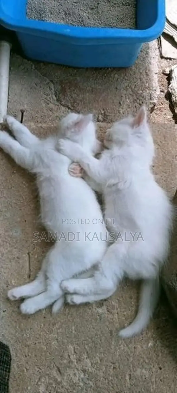 Persian Cat
