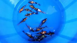 Showa with Hi Utsuri Koi Fish