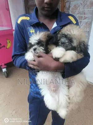 Shih Tzu Puppies