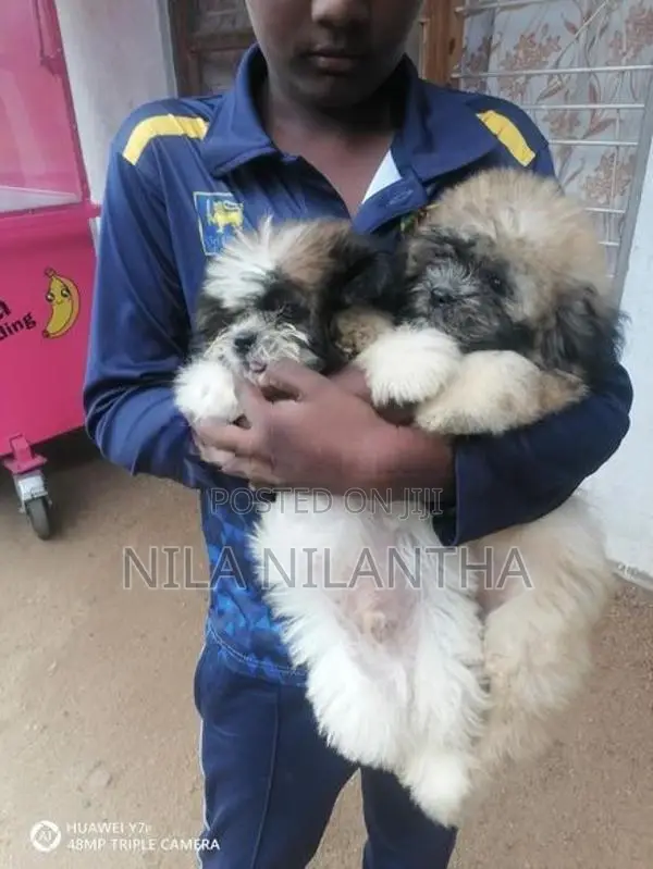 Shih Tzu Puppies