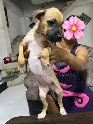 Ridgeback Puppies