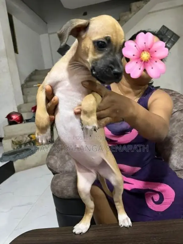 Ridgeback Puppies