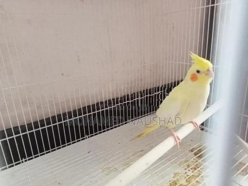 Cocktail Bird With Cage