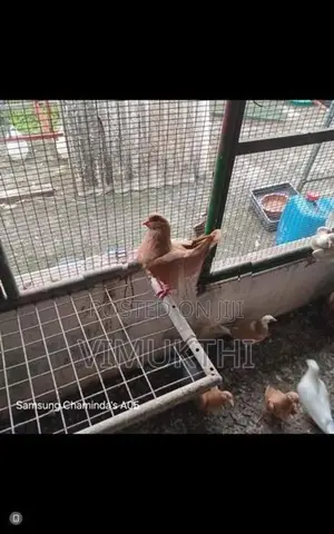Samara King Pigeon