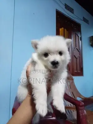 Pomeranian Dog