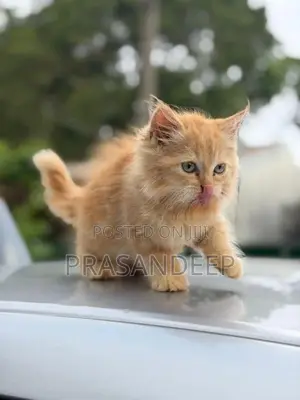 Persian Cat