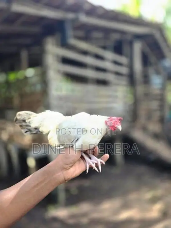 Japanese Bantam Chicken