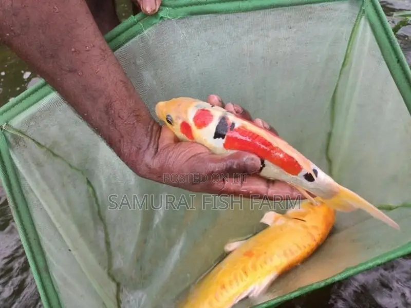Koi Carp Fish