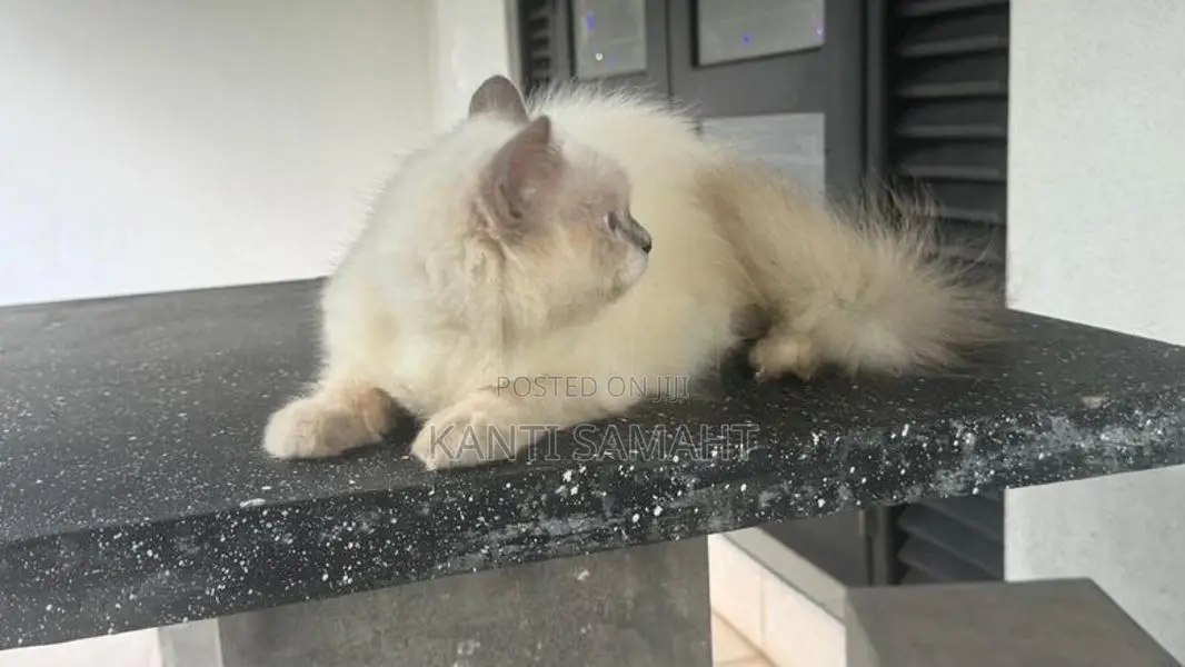Himalayan cat female not spayed