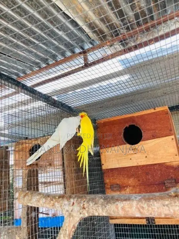 Ringnack Bird