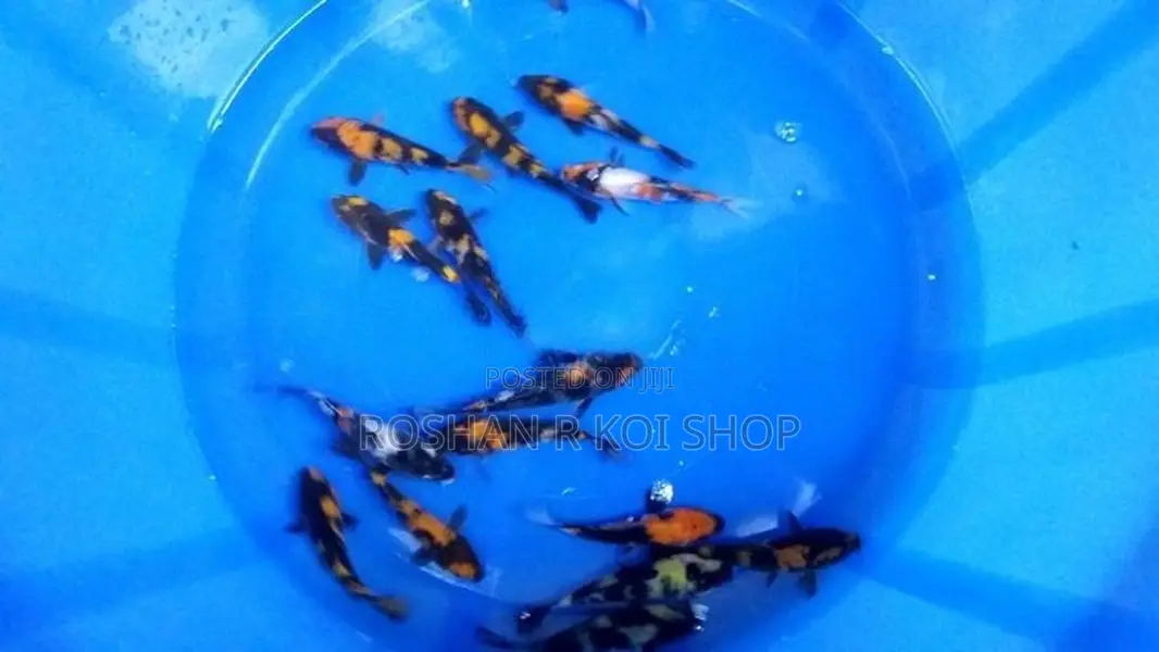 Showa with Hi Utsuri Koi Fish