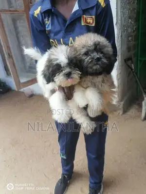 Shih Tzu Puppies