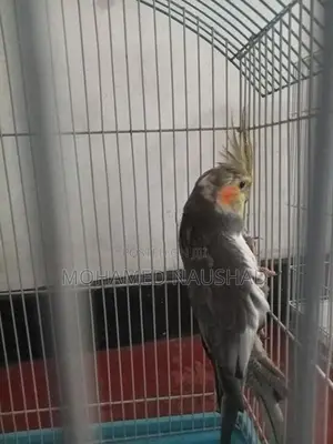 Cocktail With Cage