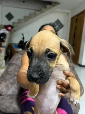 Ridgeback Puppies