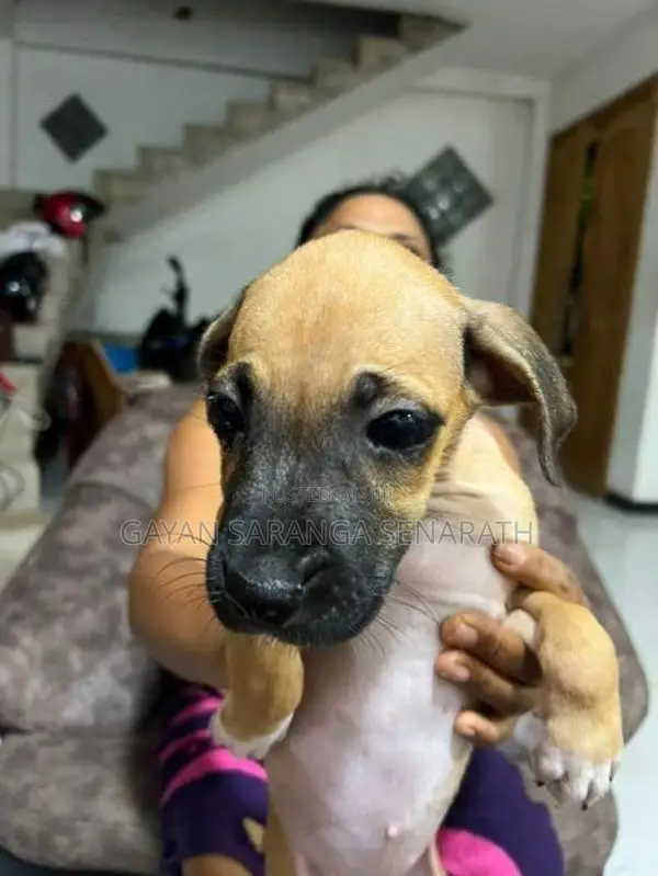 Ridgeback Puppies